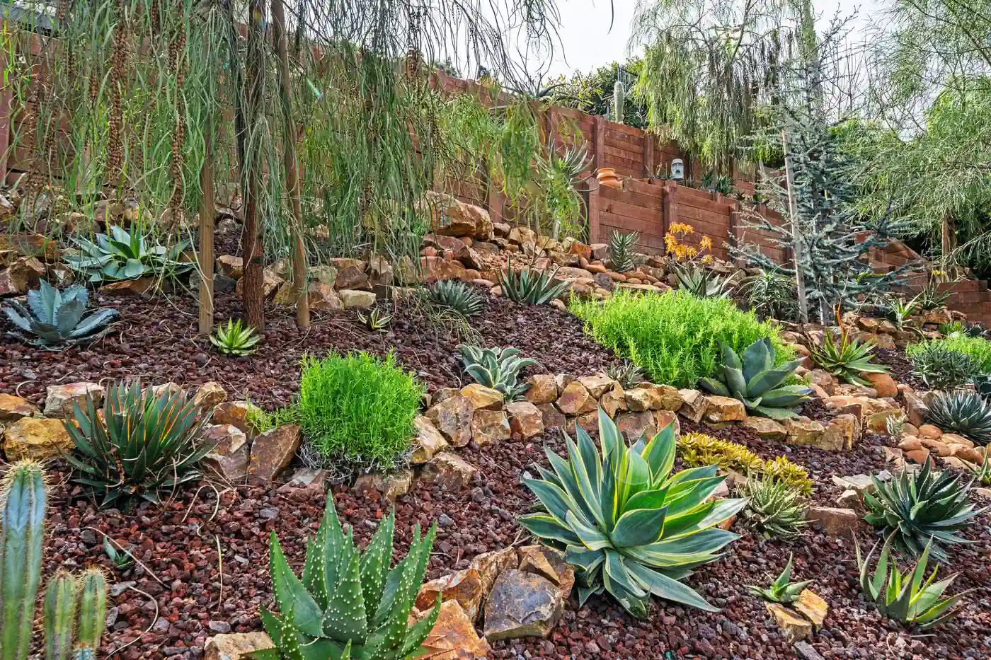 Drought-tolerant agave, aloe, and succulent planting set over rock mulch