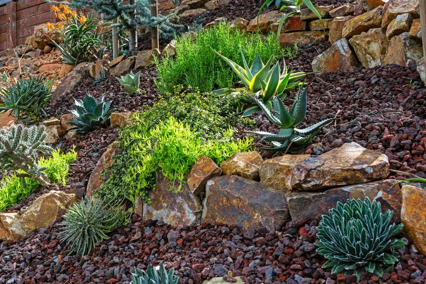 Close detail of succulent planting set into boulders and lava rock mulch