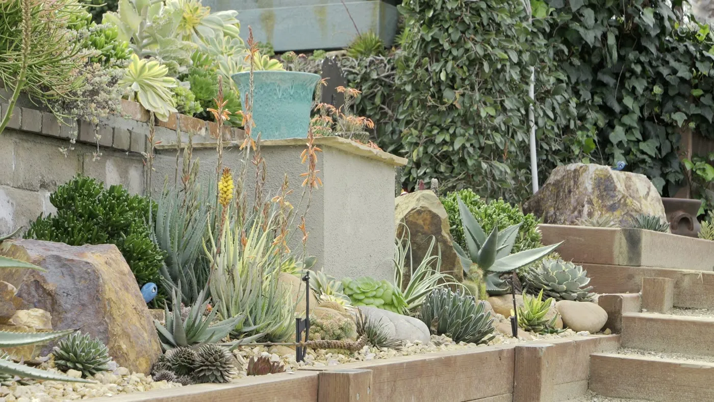 Decomposed granite path through drought-tolerant planting